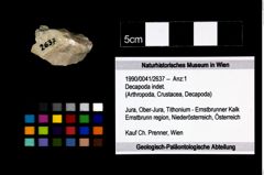 Foto (Objekt + Etikett) von Decapoda indet.  (NHMW-GEO-1990-0041-2637)